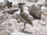 Double-bande Courser