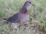 Loughing Dove