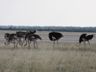 Ostrich (struisvogel)