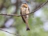 Little Bee-eater (juv)