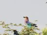 Purple Roller & Cape Glossy Starling