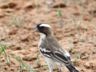 White-browed Sparrow-Weaver