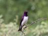 Violet-backed Starling