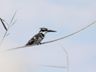 Pied Kingfisher