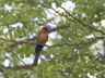 White-fronted Bee-eater