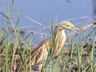 Squacco Heron (ralreiger)