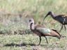 Hadeda Ibis