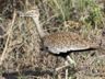 Red-crested Korhaan (f)