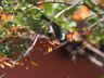 White-bellied Sunbird (m)