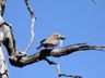 Purple Roller