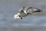 witwangstern (Whiskered Tern, Childonias hybridus)