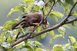 Ceylonese babbelaar, endemisch (Orange-billed Babbler, Turdoides rufercens)