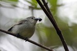 Bruine vliegenvanger (Asian Brown Flycatcher, Muscicapa dauurica)
