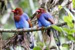 Blauwe kitta, endemisch (Sri Lanka Blue Magpie, Urocissa ornata)