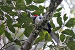 Roodwangmalkoha, endemisch (Red-faced Malkoha, Phaenicophaeus pyrrhocephalus)