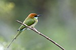 Kleine groene bijeneter (advolw.) (Green Bee-eater, Merops orientalis)