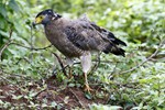 Indische slangenarend (Crested Serpent Eagle, Spilornis cheela)