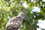Indische kuifarend (Crested -or Changeable - Hawk Eagle, Spizaetus cirrhatus)