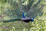 Blauwe pauw (Indian Peafowl, Pavco cristatus)