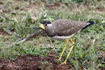 Malabarenkievit (Yellow-wattled Lapwing, Vanellus mlabaricus)