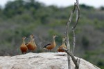 Indische fluiteend (Lesser Whistling Duck, dendrocygna javanicus)