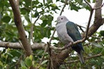 Groene muskaatduif (Green Imperial Pigeon, Duculua aenea pusilla)