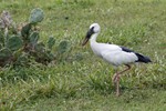 Indische gaper (Asian Openbill, Anastomus oscitans)