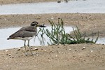 Rifgriel of Grote griel (Great Thicknee, Esacus recurvirostris)