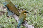 Groene bijeneter (Blue-tailed Bee-eater, Merops orientalis cylonicus)