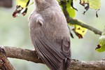 Geelsnavelbabbelaar (Yellow-billed Babbler, Turdoides affinis)