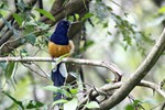 Shamalijster (White-rumped Shama, Copsychus Malabaricus)