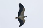 Witbuikzeearend (White-bellied Sea Eagle, Haliaeetus luecogaster)