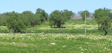 LenteAlgarve_3805a (56K)