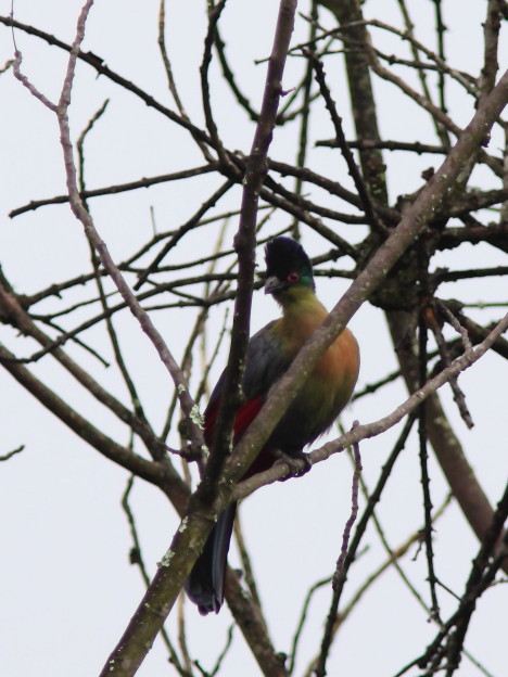PurplecrestedTuraco (105K)