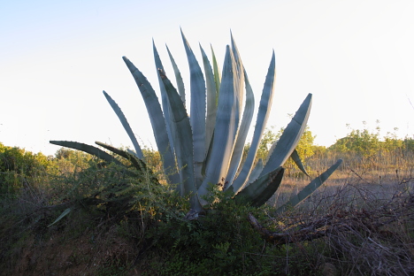 agave_5759 (106K)
