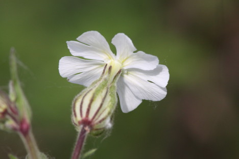 blaassilene_1235 (32K)