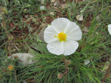 cistusmonspeliensis_2251 (67K)