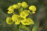 euphorbiahelioscopia_1234 (20K)