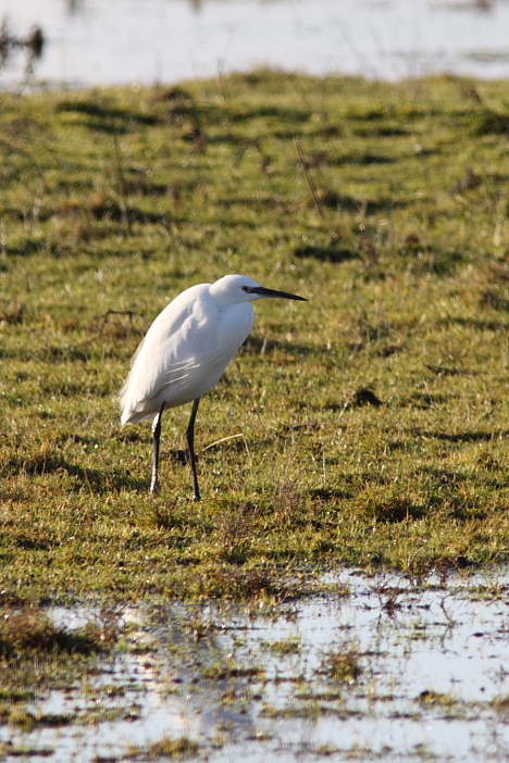 kleinezilver_7795_prunjepolder15dec2010 (301K)