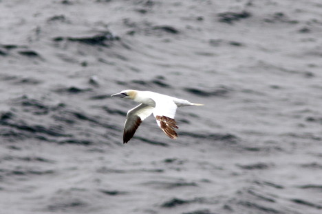 janvangent_sept2011_9485a (42K)
