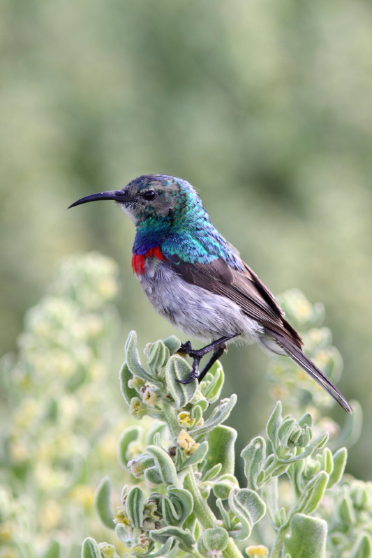 Lesser Double-Collared Sunbird