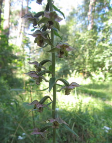 bredewespenorchis2_2666 (44K)