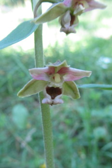 bredewespenorchis_2665 (30K)