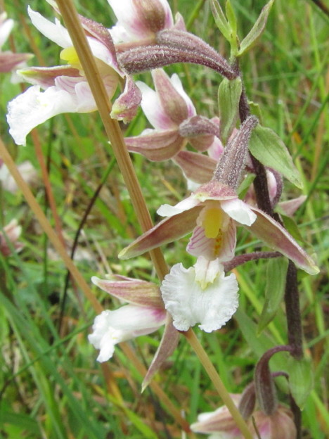 wespenorchis_2542 (103K)