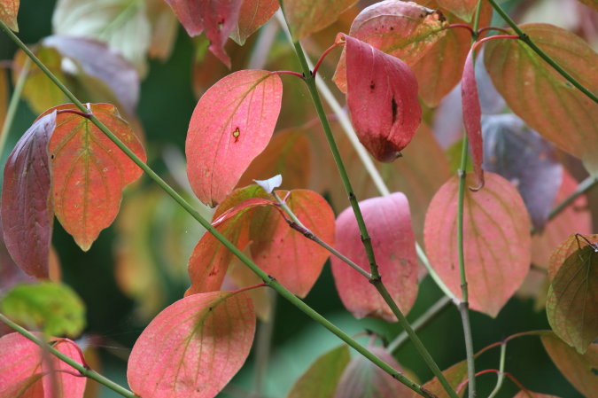 herfstkleur2019 (86K)