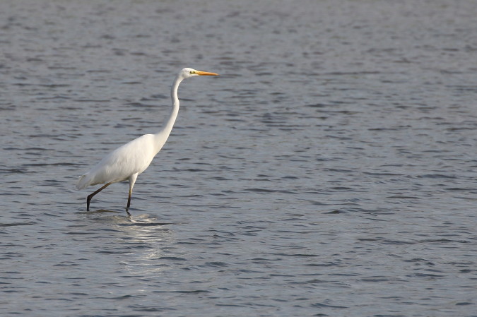 Grote zilverreiger (88K)