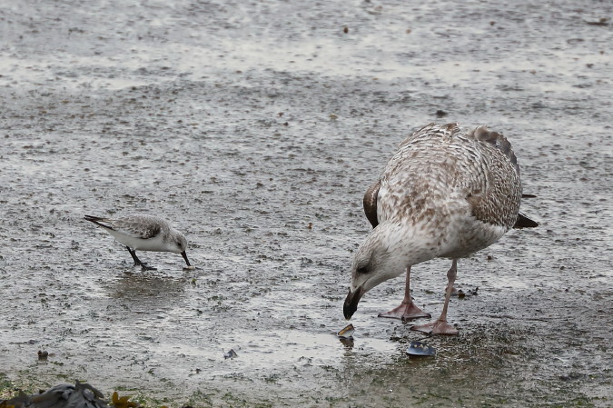 Drieteenstrandloper en Zilvermeeuw (150K)