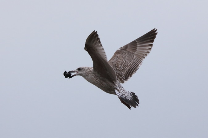 Openen van schelpdieren