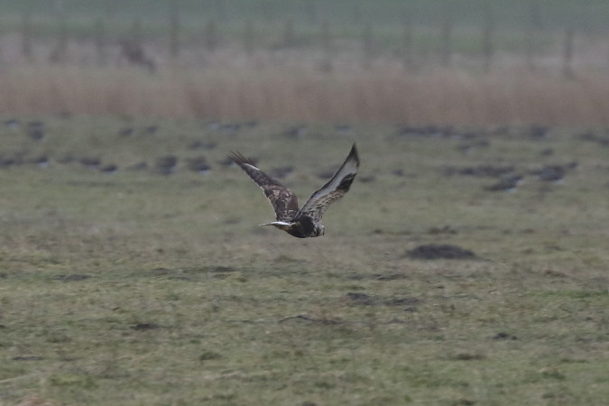 (Ruigpoot)buizerd (66K)