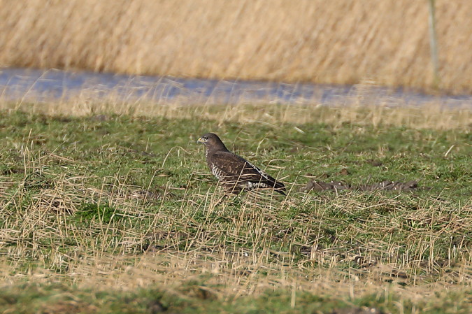 Buizerd (146K)
